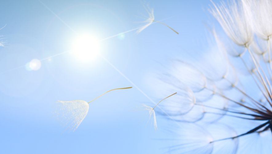 Dandelions blowing in the wind on a sunny day